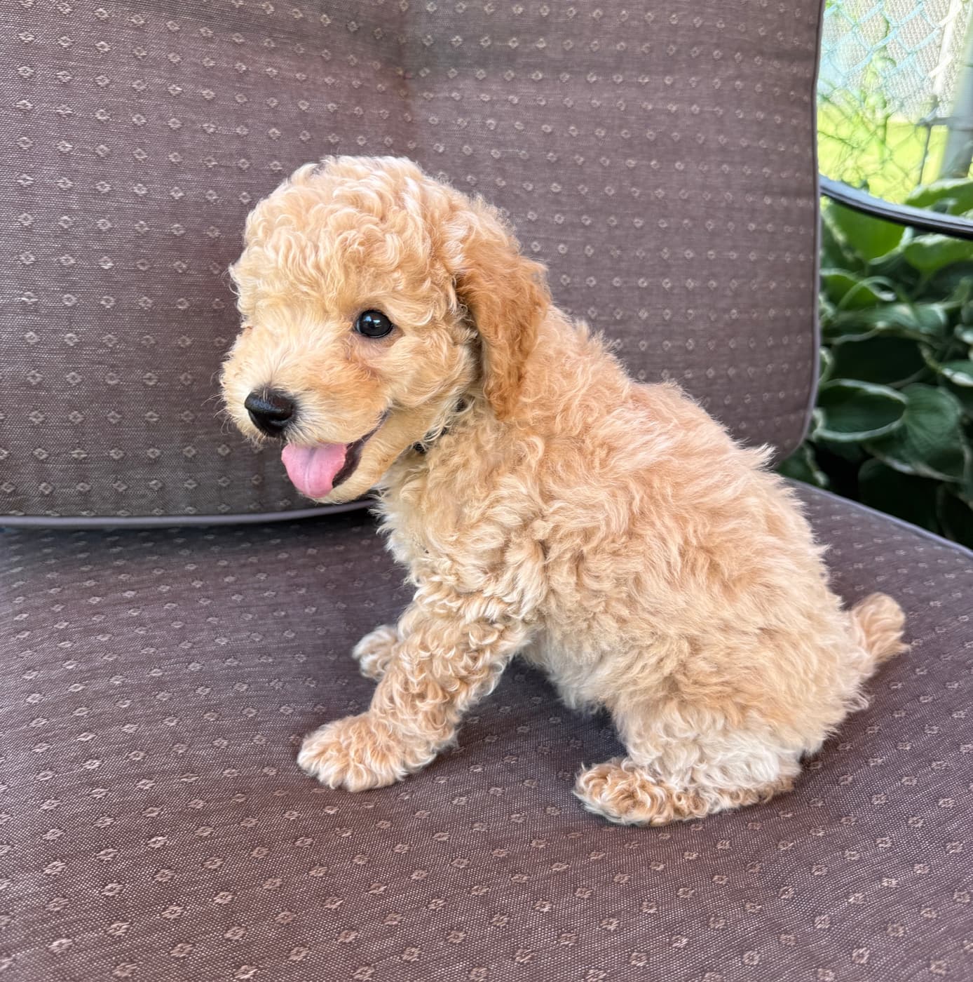 Arch Duke Lord Fluffernutter The 1st puppy
