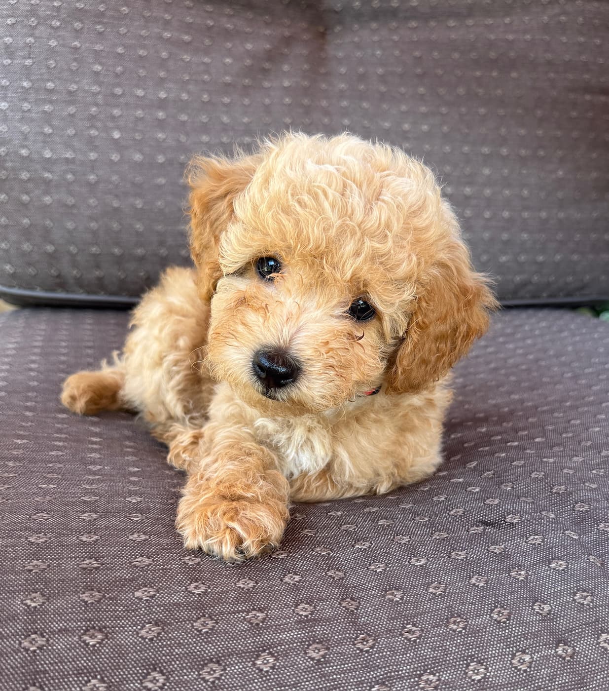 B. Franklin Frankie puppy