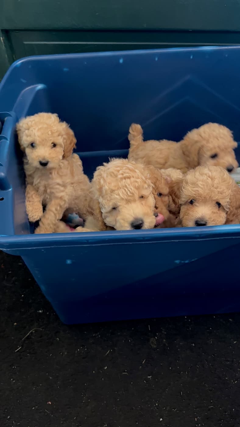 Poodle puppies together