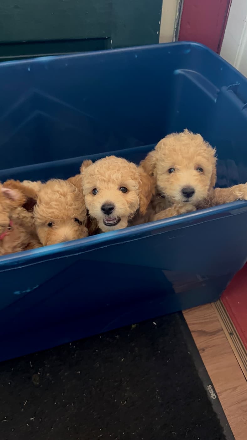 Puppies together