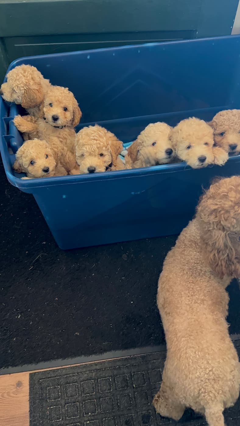 Puppies together