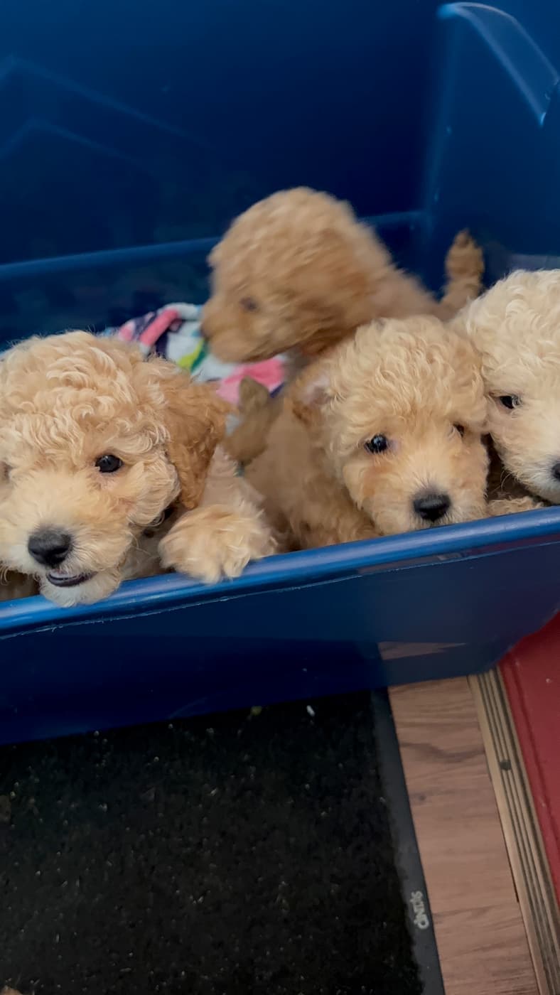 Puppies together