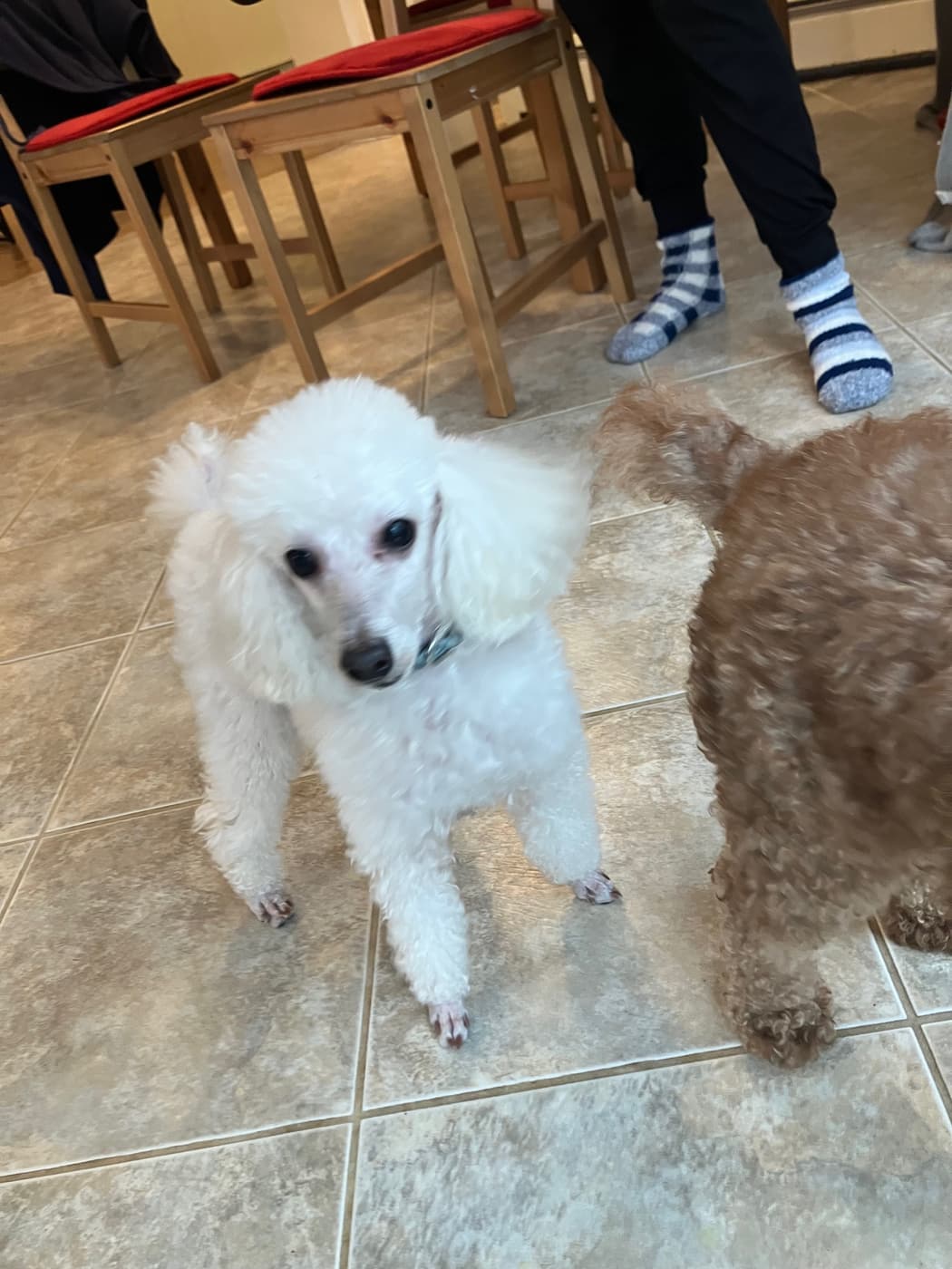 Marshmallow, white Miniature Poodle