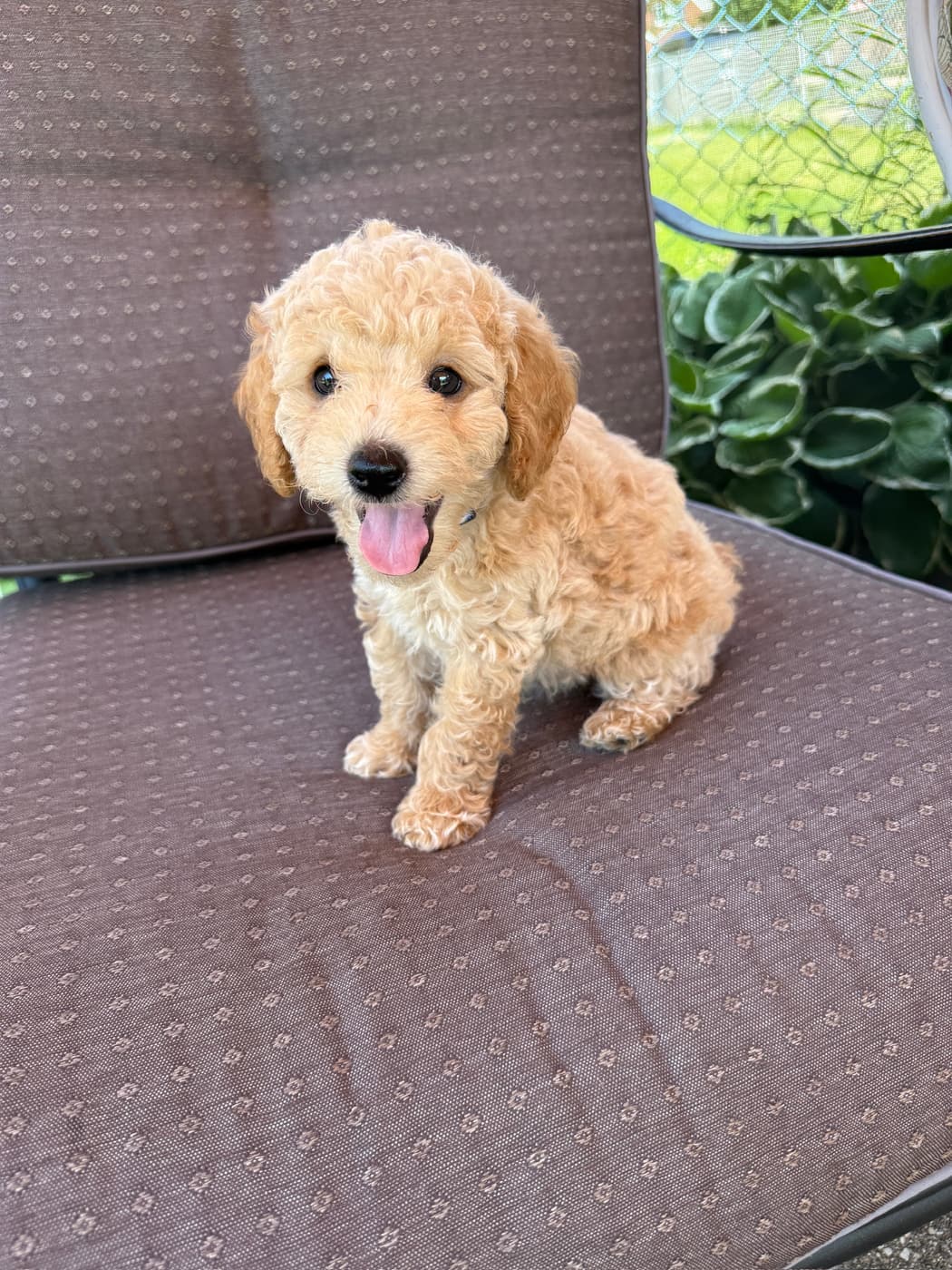 J.R. Junior puppy