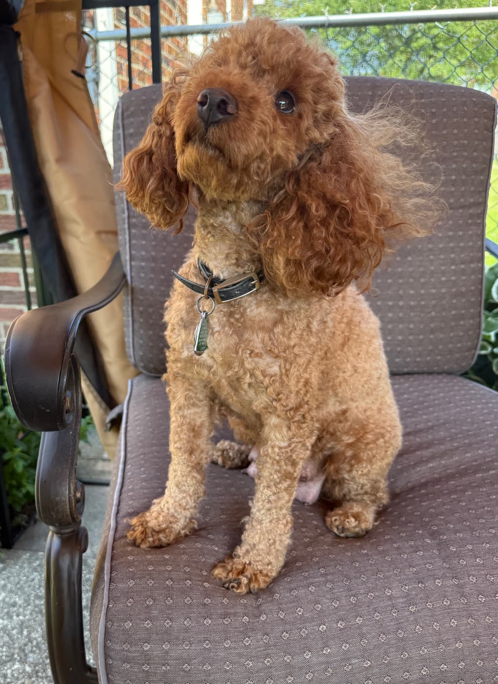 Lacy May Mama poodle