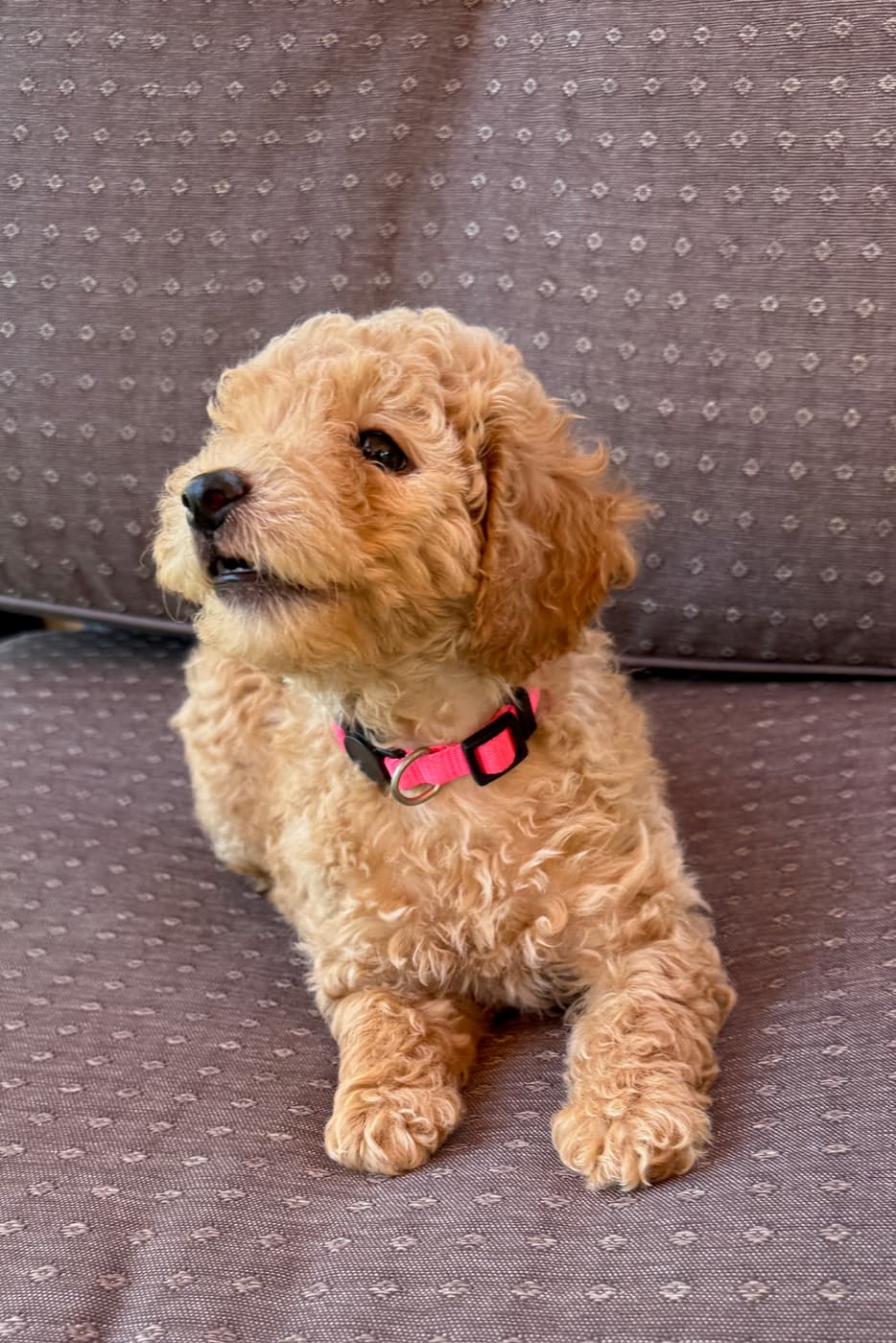 Lady Ariella puppy