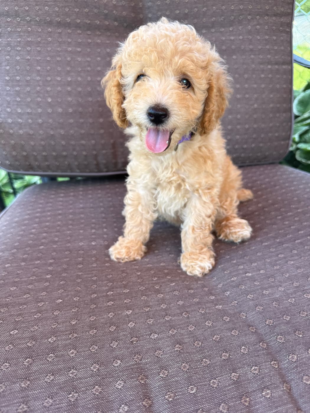 Lady Evolet puppy