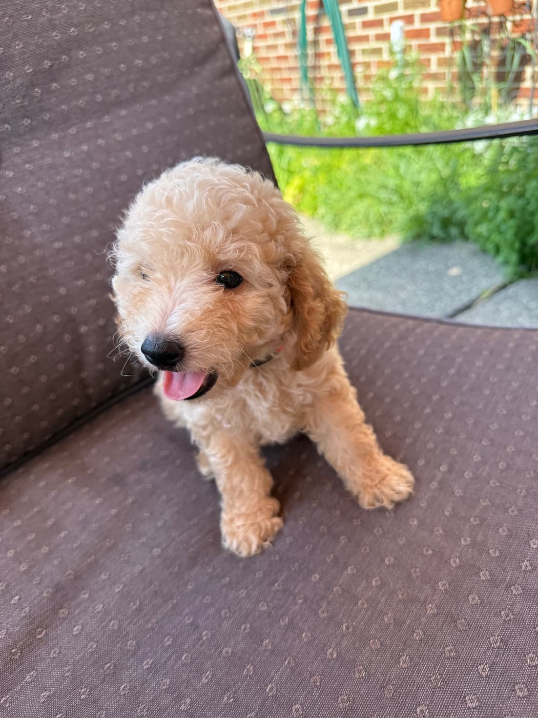 Lancelot puppy