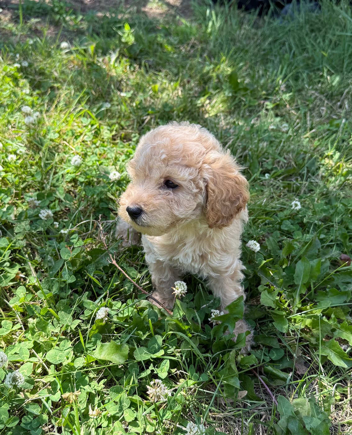Princess Aurora puppy