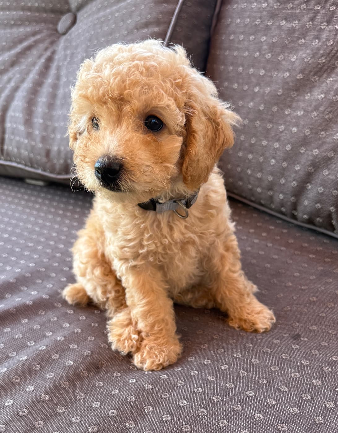 Wesley puppy